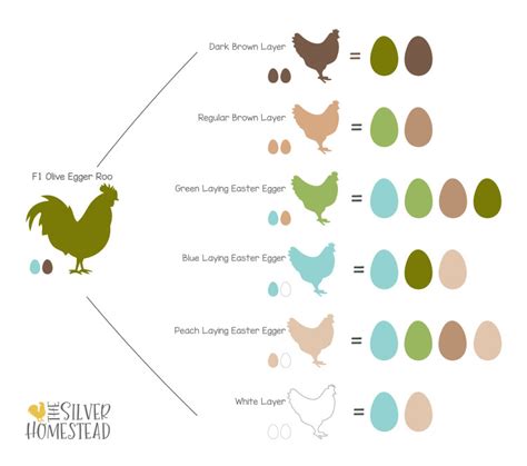 Olive Egger Breeding Chart A Comprehensive Guide To Breeding Olive Eggers