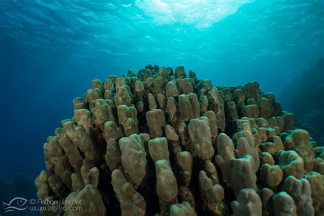 Tout Savoir Sur Le Corail Et Les Récifs Coralliens Biologie Marine