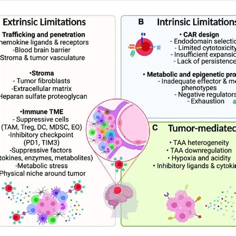 | Potential limitations for CAR T-cell therapy in PBTs. (A) Extrinsic ...