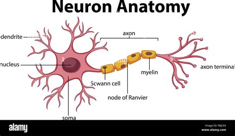 Neuron Anatomy Diagram