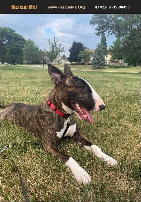 Adopt 22071900495 Bull Terrier Rescue Denver Co