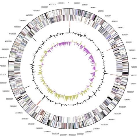 Graphical Circular Map Of The Chromosome From Outside To The Center