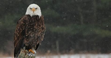 Peregrine Falcon Vs Bald Eagle The Key Differences A Z Animals