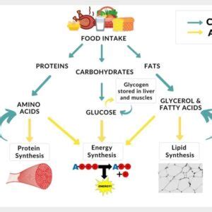 Catabolism-and-Anabolism-diagram | Sally Pattison