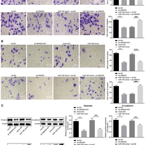 Cne Cell Invasion Migration And Emt Were Inhibited Following