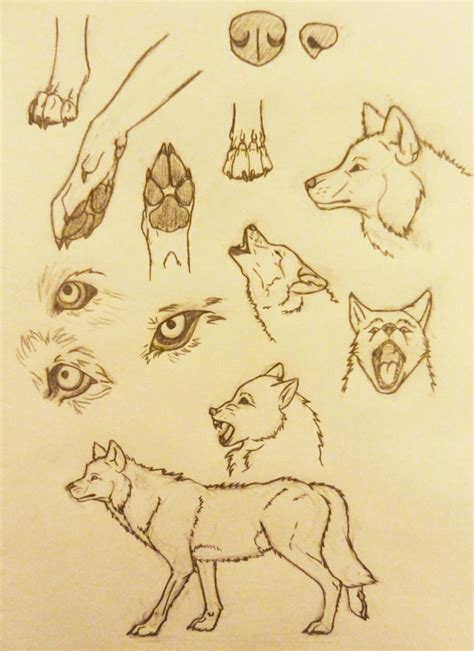 Wolf Study 2 By Krimsonangel On Deviantart