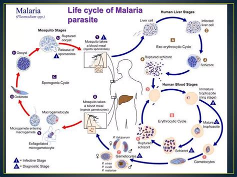 Malaria parasite | PPT