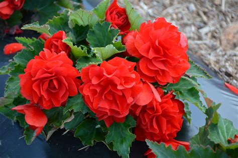 Nonstop Red Begonia (Begonia 'Nonstop Red') in Fayetteville Springdale ...