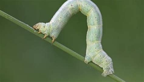 Inchworm Life Cycle | Sciencing