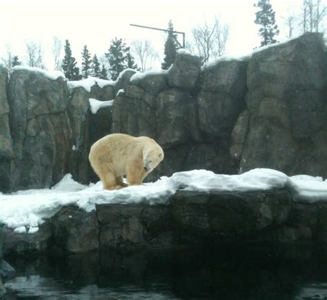 Polar Bear Exhibit - ZooChat