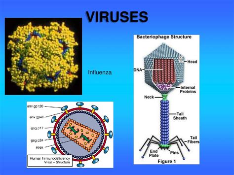 Ppt Types Of Pathogen Powerpoint Presentation Free Download Id2095978