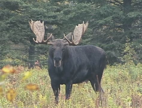 Coniferous Forest Moose