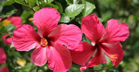 Chá de hibisco benefícios e como fazer