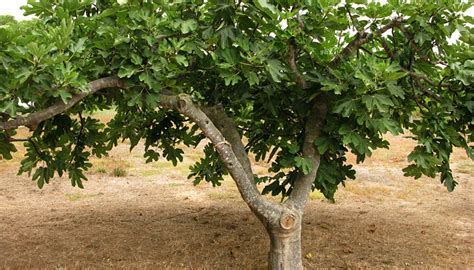 Planta Higuera Origen Descripci N Tipos Cultivos Cuidados Cosecha