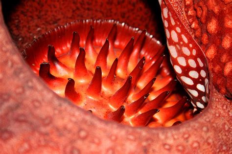 Цветок раффлезия (описание, 17 фото)