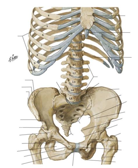 Pelvis - anterior view Diagram | Quizlet