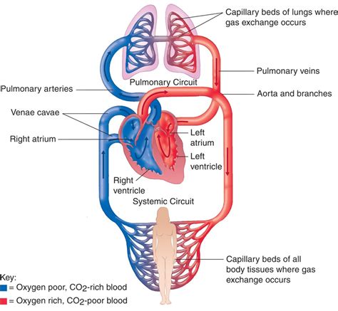 Cardiovascular System Labelled Diagram