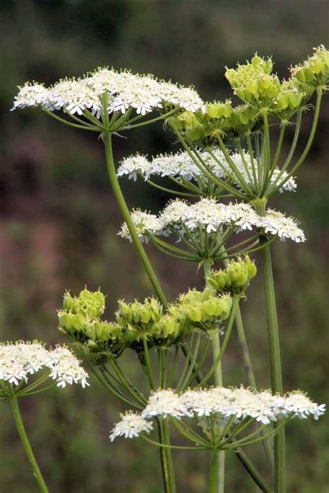 Anise Seeds: Premium Quality Seeds | Plantshop.me