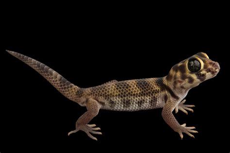 Fine Art Prints From Joel Sartore Joel Sartore