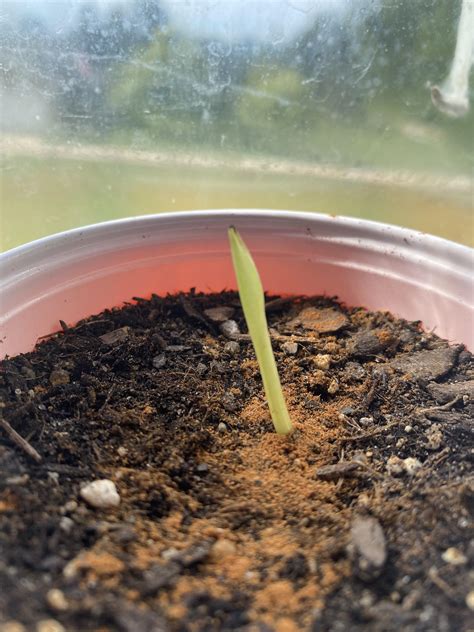 travelers palm seedling! : r/BananaTree