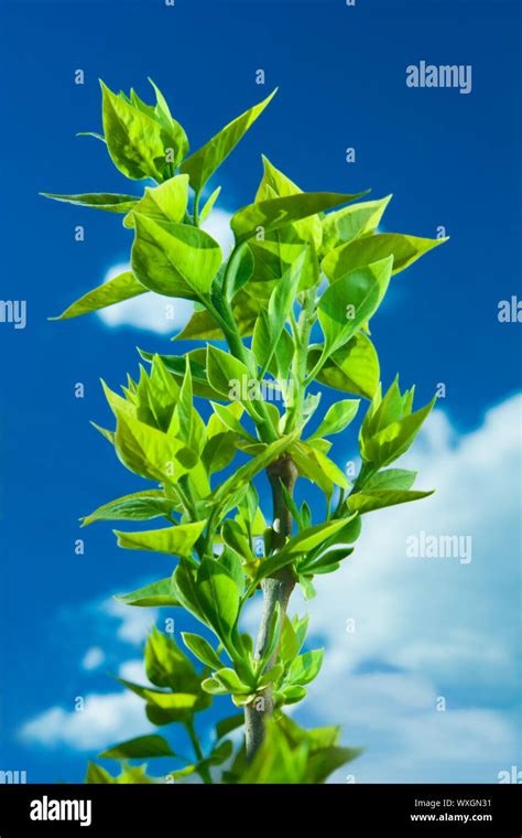 green leaf branch Stock Photo - Alamy