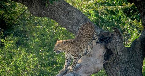 De Bentota Safari D Une Journ E Au Parc National De Yala Getyourguide