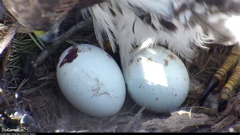 Close Up On Red Tailed Hawk Eggs As Br Returns To Nest March 27 2019 Youtube