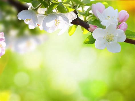 Free Spring Flowers Wallpaper Backgrounds | Best Flower Site