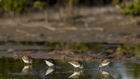 NOAA: Salt marshes combat climate change