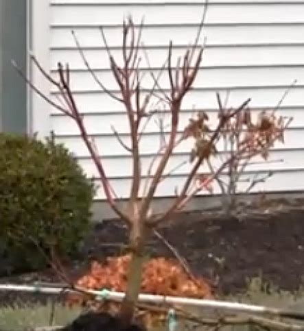 Japanese Maple Tree Pruning - corruptedmillenium