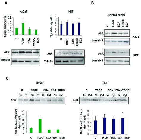 Ahr Expression In Isolated Nuclei From Hdf And Hacat Cells Treated With