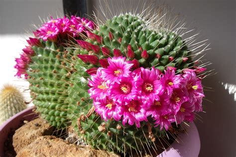 Mammillaria Spinossisima Ssp Un - Photo gratuite sur Pixabay - Pixabay