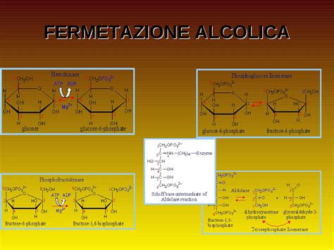 armadillo bar | vino-cibo e musica: La fermentazione e la distillazione