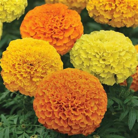 Marigold Seeds 20 African And French Marigolds Annual Flower Seeds