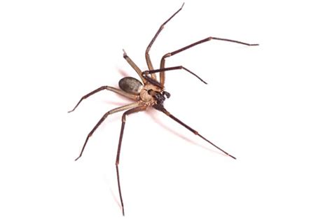 The Brown Recluse Reliant Pest Management