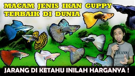 Penyebab Ikan Guppy Mati Mendadak Amanda Jones