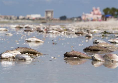 Inquietante Expansi N De La Zona Muerta Del Golfo De M Xico