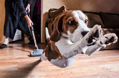 Perigos Em Casa Como Proteger O Seu Pet Botica Pets