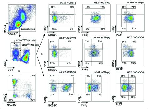 Gating Strategy For Adaptive Nk Cells Lymphocytes Were Identified