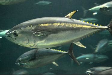 Consensus Reached On Pacific Bluefin Tuna Conservation | Environment ...