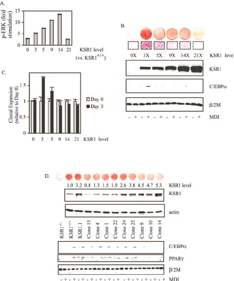 Physiologic levels of KSR1 promote adipogenesis. (A) KSR1 Ϫ / Ϫ MEFs ... 