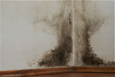 35 Places To Check For Mold In Your Home