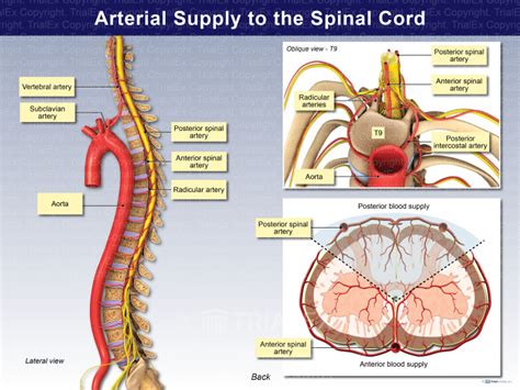 Arterial Supply And Venous Drainage Of The Spinal Cord Trialexhibits