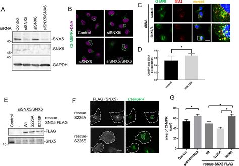 Figure From The Phosphorylation Of Sorting Nexin At Serine