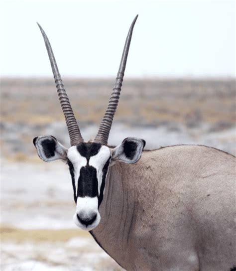 Oryx Antelope Facts Diet And Habitat Information