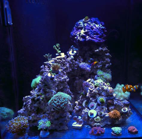 Mixed Reef Tank Shots Nano Reef Community