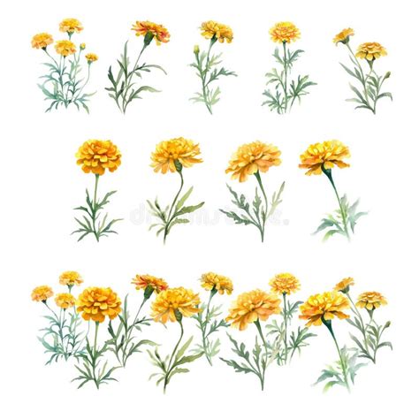 Marigold Flowers Watercolor Set Hand Drawn Illustration Stock Vector