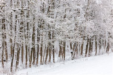 Rvores Congeladas Cobertas De Neve No Dia Nublado De Inverno Na Borda