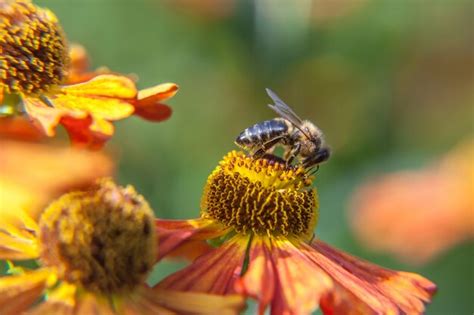 Premium Photo Honey Bee Covered With Yellow Pollen Drink Nectar