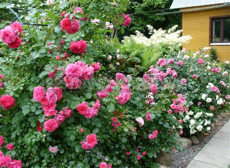 Planting Roses: How, When, And Where - Best Landscape Ideas